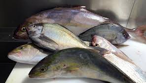 Local Wild Fish